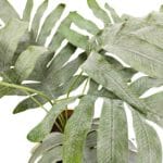 folhas de samambaia Phlebodium