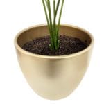 Vaso de samambaia Phlebodium