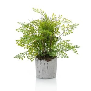 Helecho adiantum