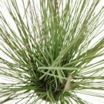 Hierba salvaje artificial