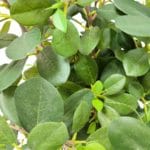 Folhas de Ficus Botanic 75 cm Folhas de Ficus botânicas