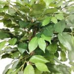 Hojas ficus eco artificial