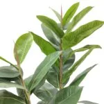 Ficus lyrata leaves