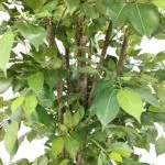 Hoja ficus premium