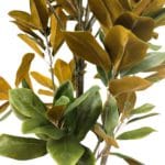 Hojas árbol magnolia