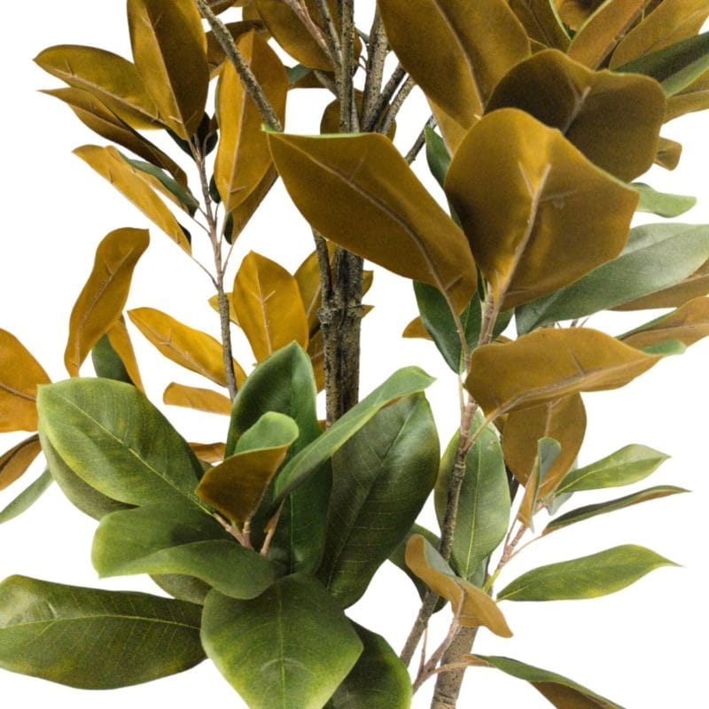 Hojas árbol magnolia