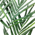 Hojas y ramas de la kentia maxi