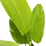 Artificial strelitzia leaves