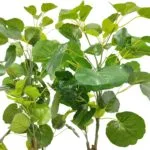 Hojas y ramas artificiales árbol aralia