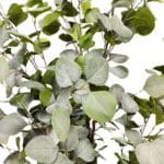 Fulles arbre eucaliptus