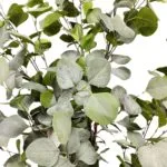 Hojas árbol eucalyptus Hojas árbol eucalipto