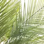 Hojas árbol palmera Hojas árbol palmera artificial