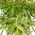 Hojas bambú deluxe artificial