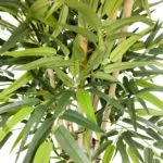 Hojas bambú premium