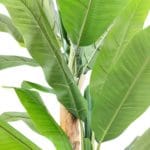 Hojas platanero artificial multitronco