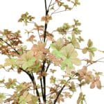 Hojas tropaeolum naranja