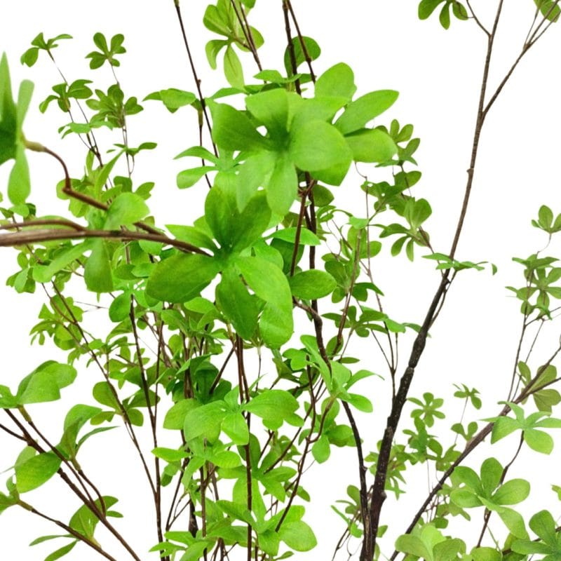 Hojas árbol tropaeolum verde