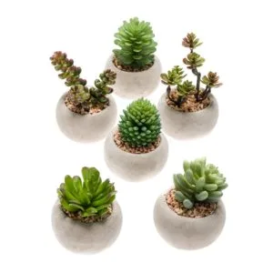 Mini suculentas pack 6 unidades