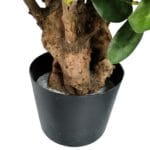 Ficus Botanic em vaso de 75 cm vaso botânico de ficus