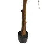 Pot and trunk of ficus lyrata