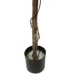 Maceta ficus premium