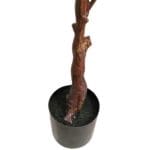 Maceta árbol eucalipto