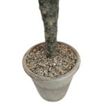 Maceta cactus sabra artificial