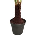 Maceta palmera licuala artificial
