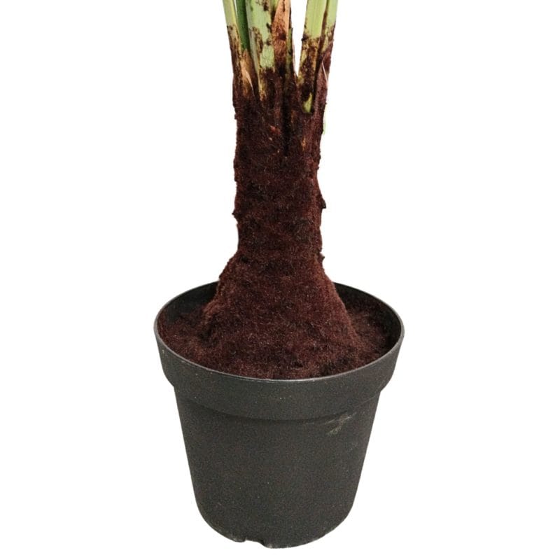 Maceta palmera licuala artificial