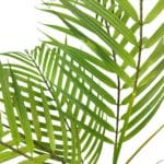folhas da planta Chamaedorea