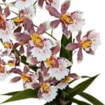 Flores planta artificial oncidio