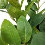 Hojas planta artificial zamioculca