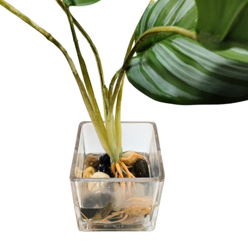 Maceta de cristal de planta calathea