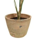 Maceta planta chamaedorea