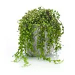 Planta artificial senecio