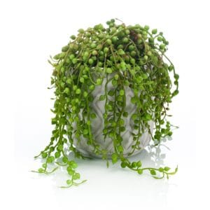 Planta artificial senecio