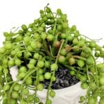 Ramos de plantas senecio artificiais