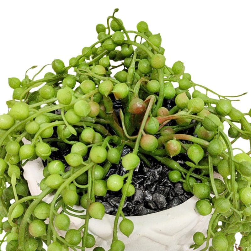 Ramos de plantas senecio artificiais