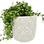 Vaso artificial para planta senécio