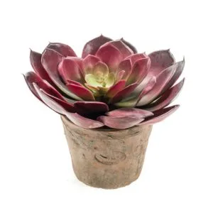 Planta artificial echeveria pelusida