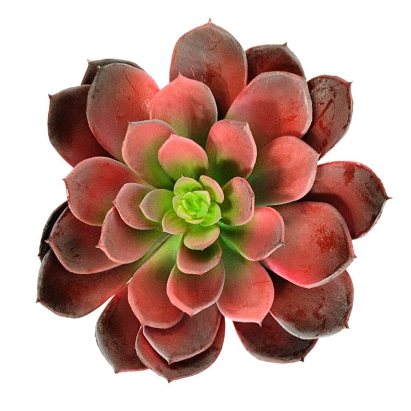 Planta artificial echeveria