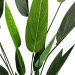 Hojas planta artificial heliconia