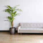 Decoración con platanera artificial multitronco