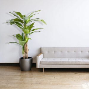 Decoración con platanera artificial multitronco