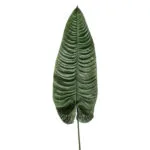 Rama hoja de anthurium