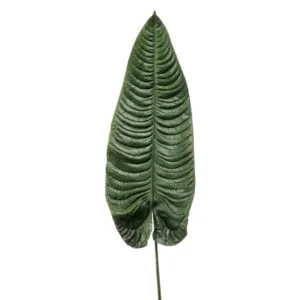 branche de feuille d' anthurium