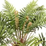 branches de Dicksonia feuilles de palmier Dicksonia