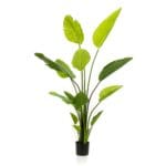 Planta strelitzia 150 cm