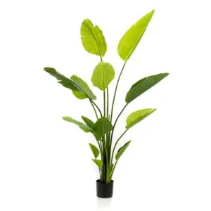Planta strelitzia 150 cm