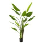 Strelitzia plant 180 cm